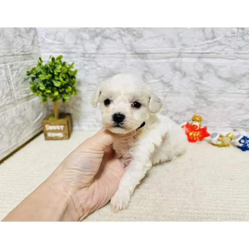 販売中の岐阜県のビションフリーゼ-451489の10枚目