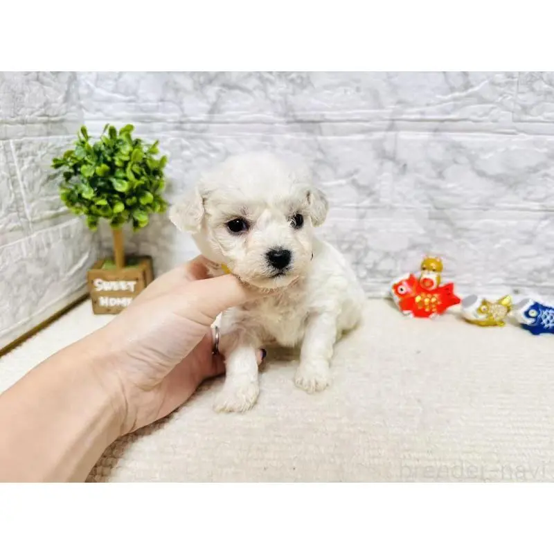 販売中の岐阜県のビションフリーゼ-451489の9枚目