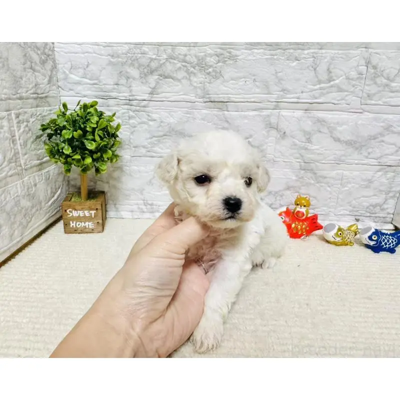 販売中の岐阜県のビションフリーゼ-451489の8枚目