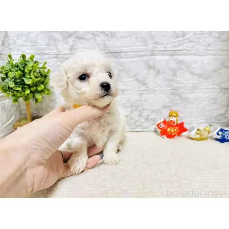 販売中の岐阜県のビションフリーゼ-451489の7枚目