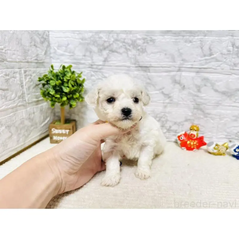 販売中の岐阜県のビションフリーゼ-451489の6枚目