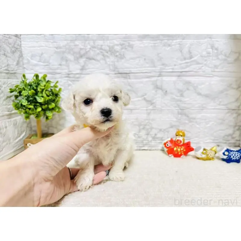 販売中の岐阜県のビションフリーゼ-451489の5枚目