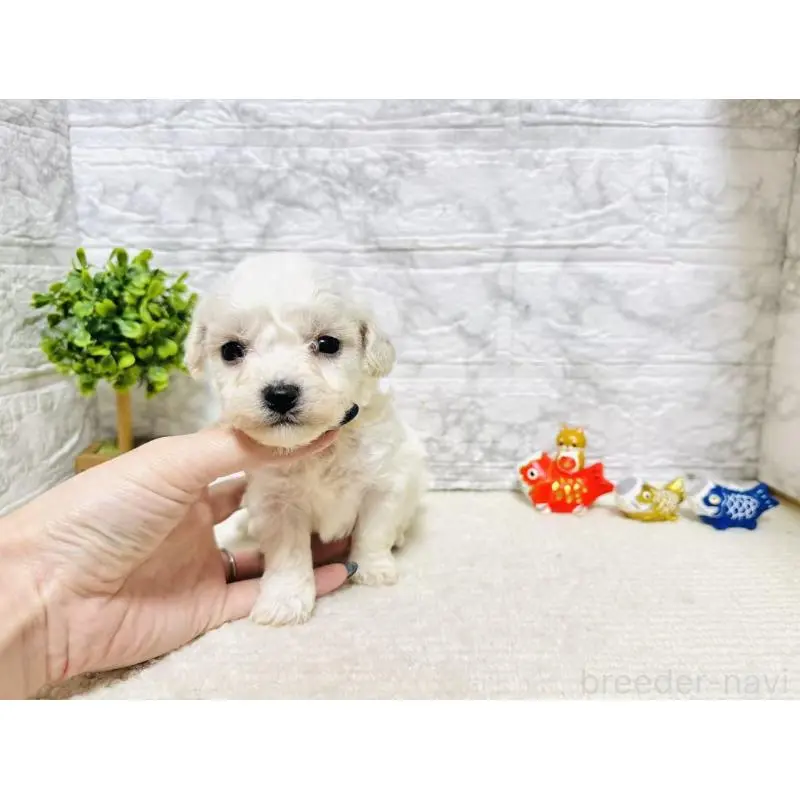 販売中の岐阜県のビションフリーゼ-451489の3枚目