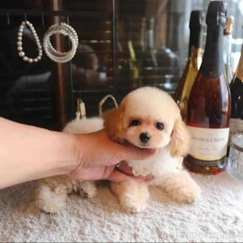 販売中の埼玉県のタイニープードル-451490