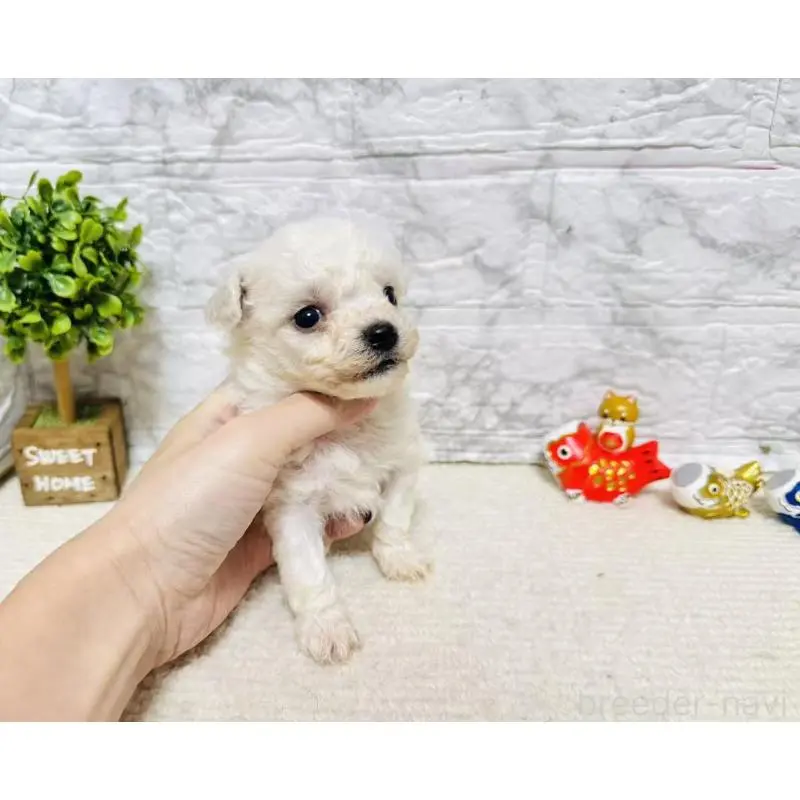 販売中の岐阜県のビションフリーゼ-451491の6枚目