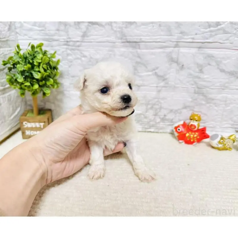 販売中の岐阜県のビションフリーゼ-451491の5枚目