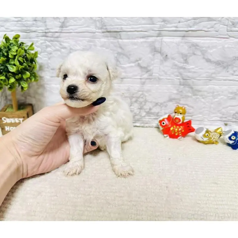 販売中の岐阜県のビションフリーゼ-451491の2枚目