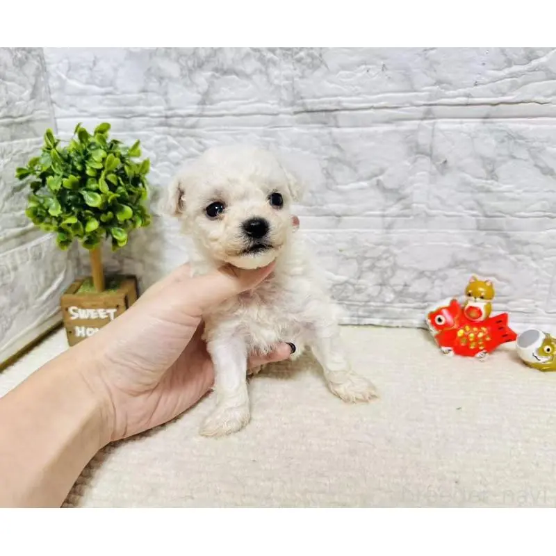 販売中の岐阜県のビションフリーゼ-451491の3枚目