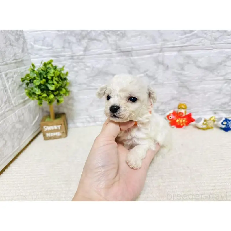 販売中の岐阜県のビションフリーゼ-451492の7枚目