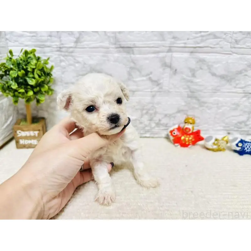 販売中の岐阜県のビションフリーゼ-451492の6枚目