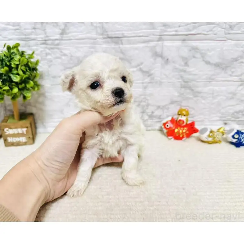 販売中の岐阜県のビションフリーゼ-451492の5枚目