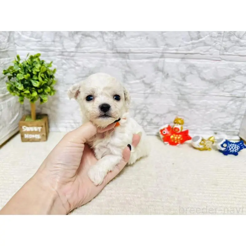 販売中の岐阜県のビションフリーゼ-451492の4枚目