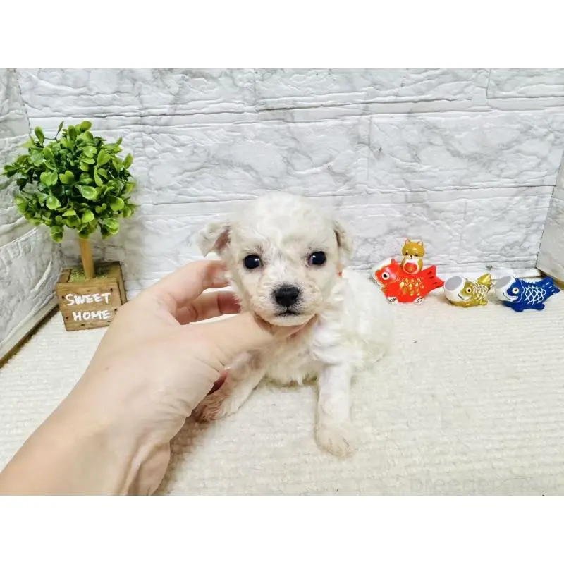 販売中の岐阜県のビションフリーゼ-451492の3枚目