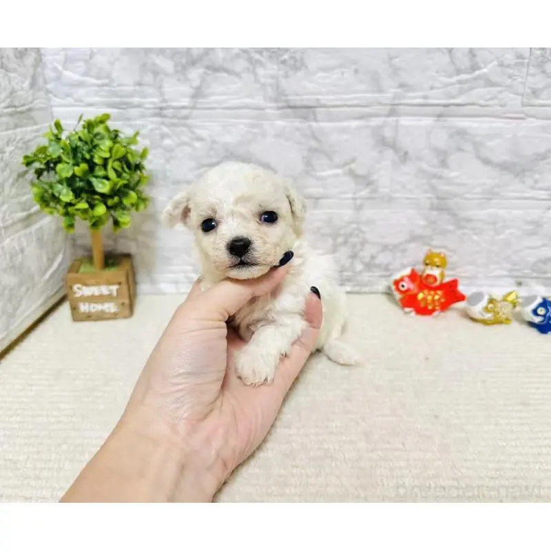 販売中の岐阜県のビションフリーゼ-451492の2枚目