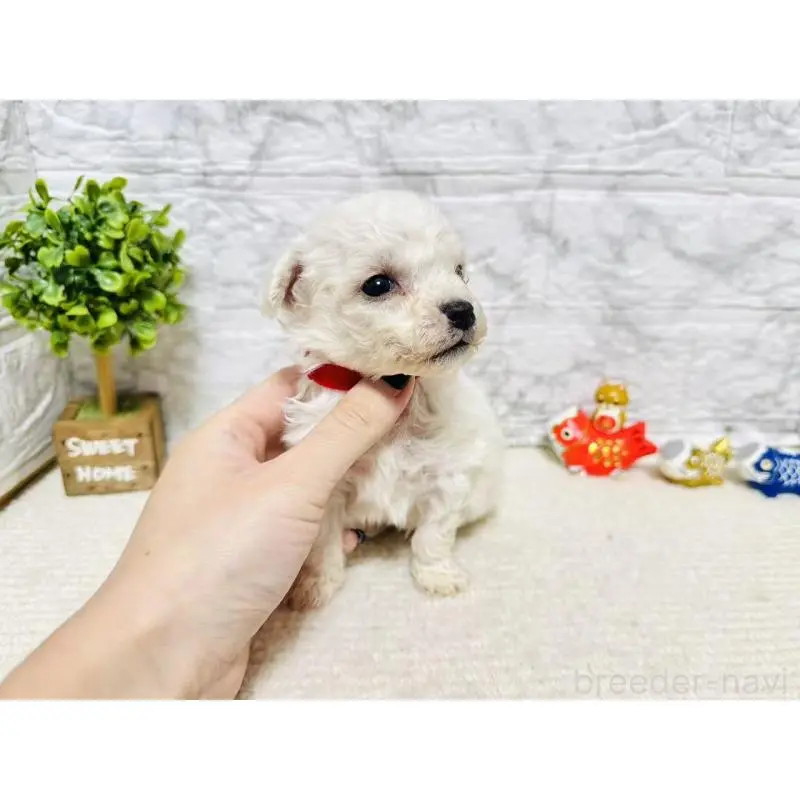 販売中の岐阜県のビションフリーゼ-451493の8枚目