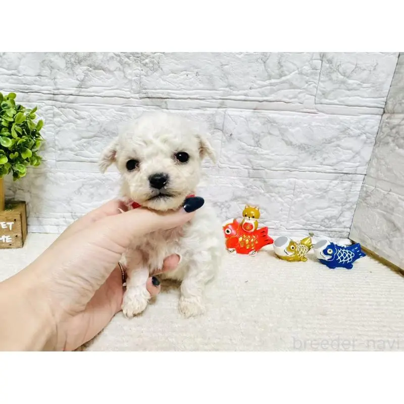 販売中の岐阜県のビションフリーゼ-451493の7枚目