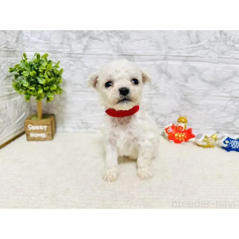 販売中の岐阜県のビションフリーゼ-451493の6枚目