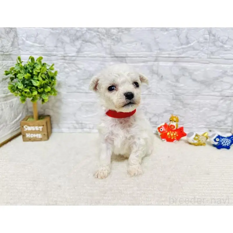 販売中の岐阜県のビションフリーゼ-451493の5枚目