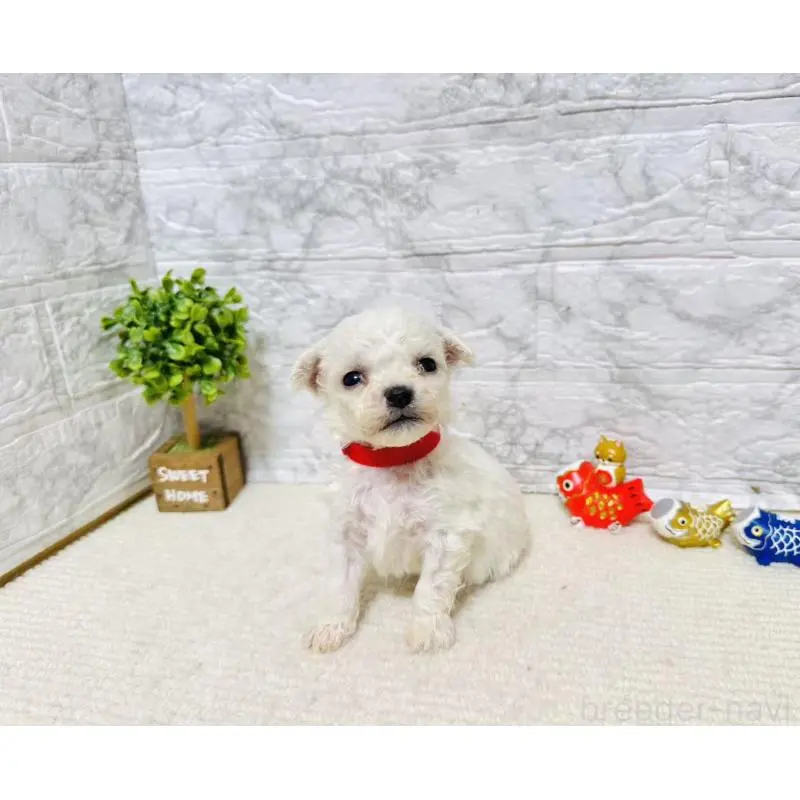 販売中の岐阜県のビションフリーゼ-451493の3枚目