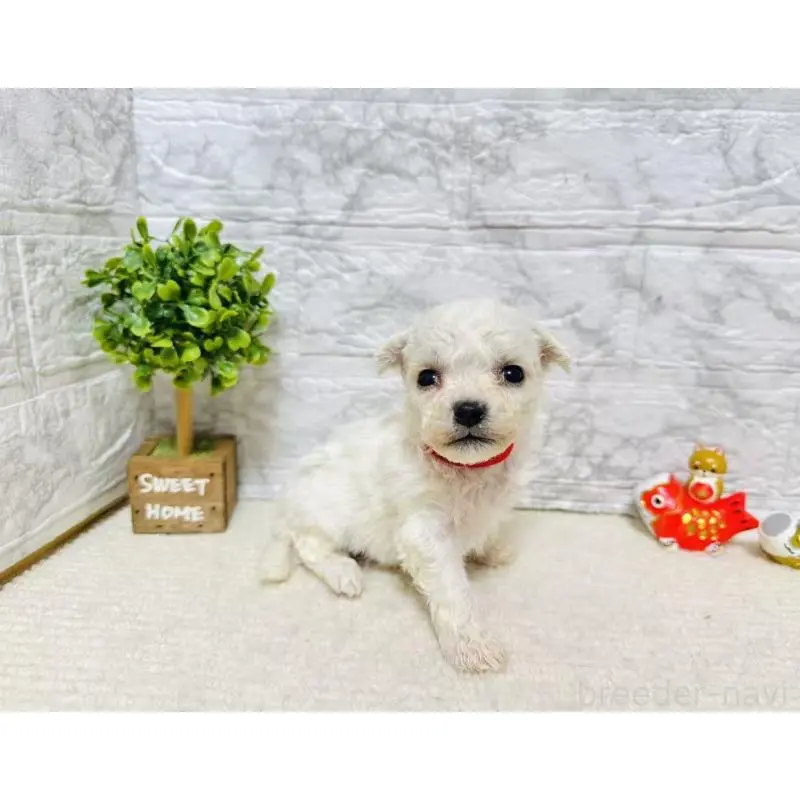 販売中の岐阜県のビションフリーゼ-451493の2枚目