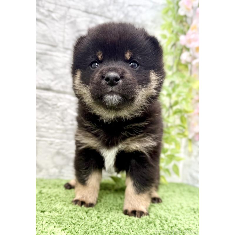 販売中の埼玉県の豆柴-450101の12枚目