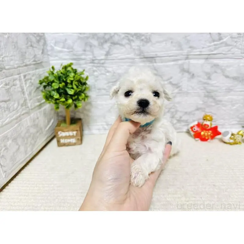 販売中の岐阜県のビションフリーゼ-451495の7枚目