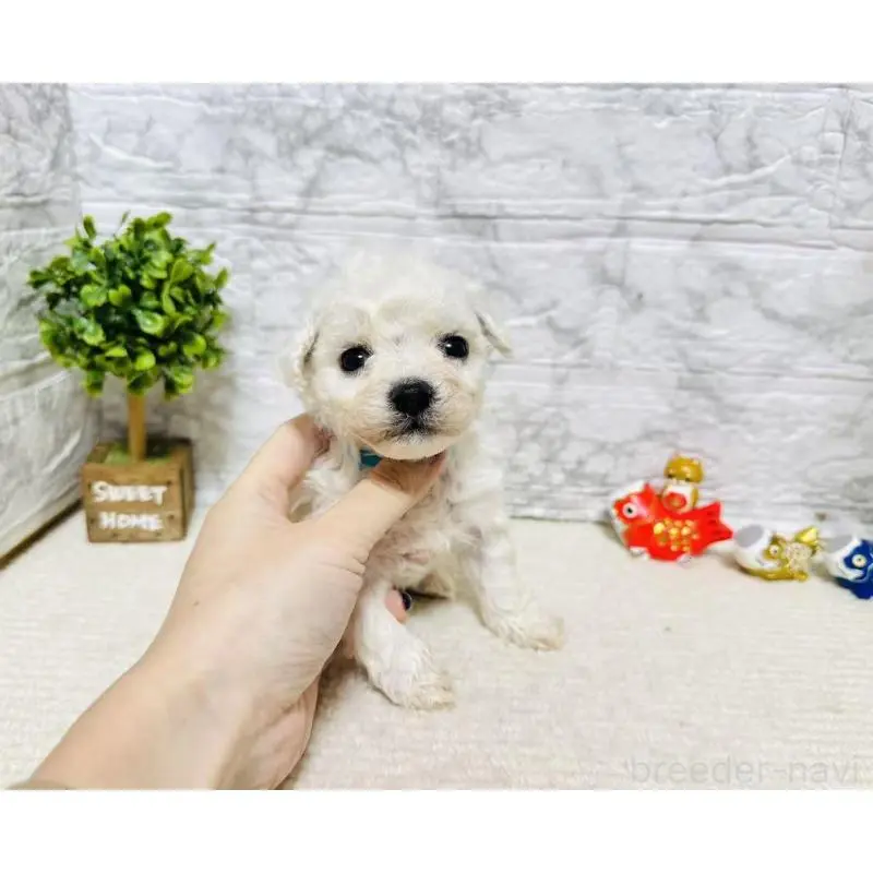 販売中の岐阜県のビションフリーゼ-451495の6枚目