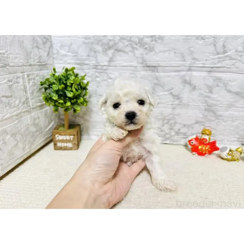 販売中の岐阜県のビションフリーゼ-451495の5枚目