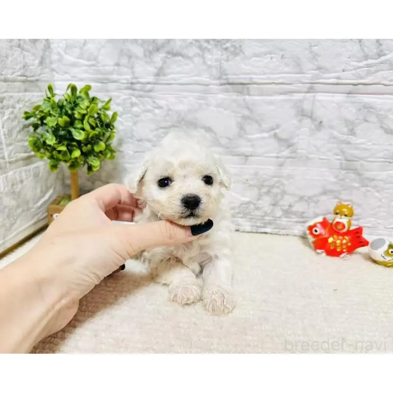 販売中の岐阜県のビションフリーゼ-451495の4枚目