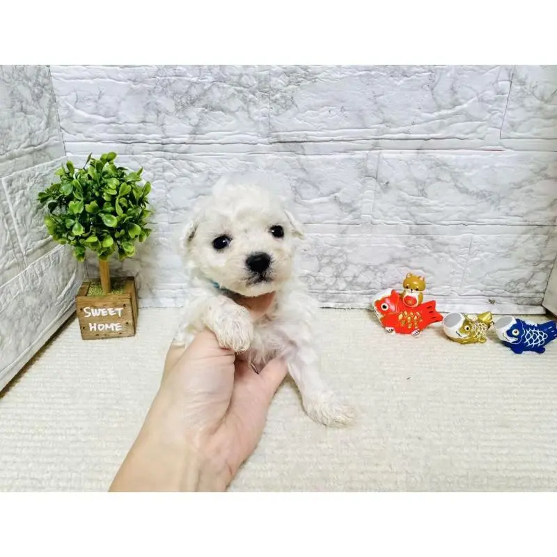 販売中の岐阜県のビションフリーゼ-451495の3枚目