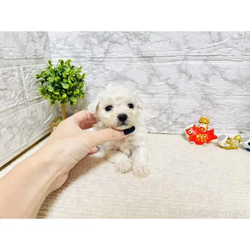 販売中の岐阜県のビションフリーゼ-451495の2枚目