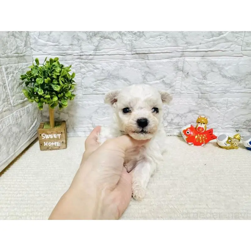 販売中の岐阜県のビションフリーゼ-451496の7枚目