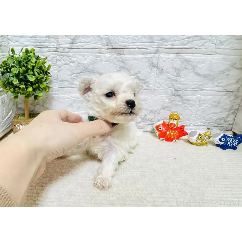 販売中の岐阜県のビションフリーゼ-451496の6枚目