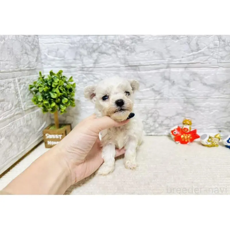 販売中の岐阜県のビションフリーゼ-451496の5枚目