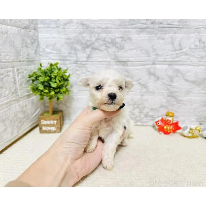 販売中の岐阜県のビションフリーゼ-451496の4枚目