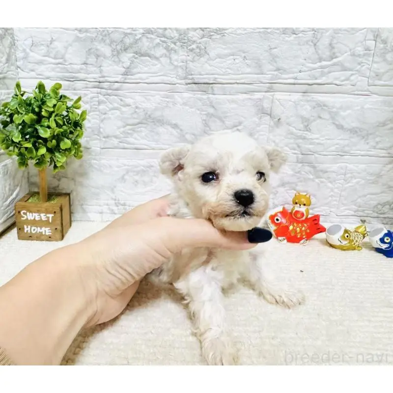 販売中の岐阜県のビションフリーゼ-451496の3枚目