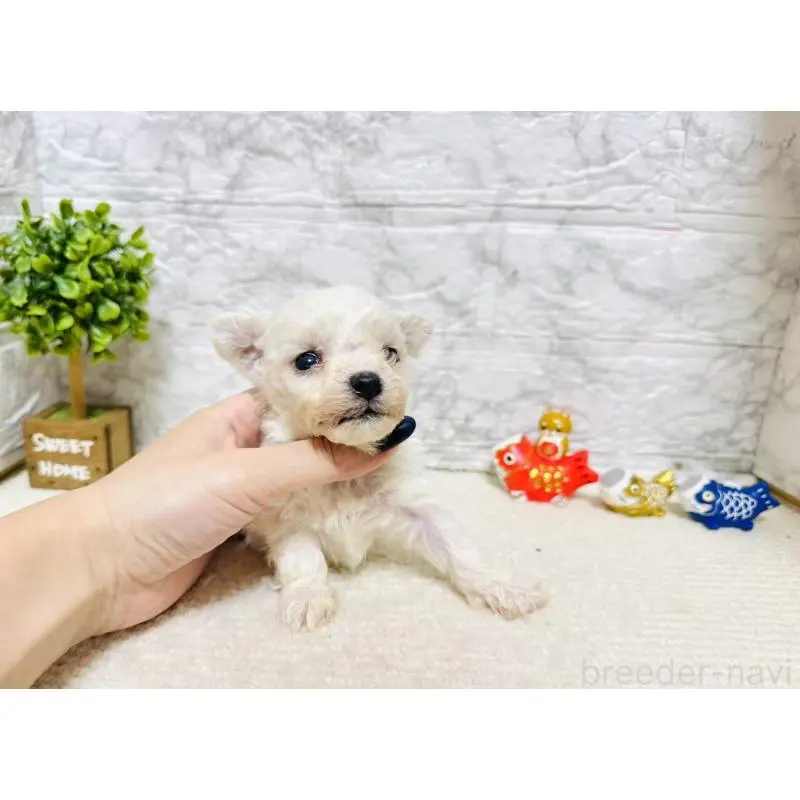 販売中の岐阜県のビションフリーゼ-451496の2枚目