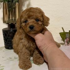 ♀︎タイニープードル