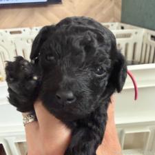 ♀︎トイプードル