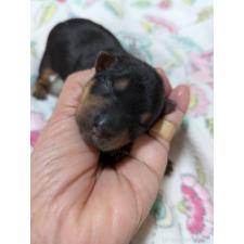 ♀︎ヨークシャーテリア