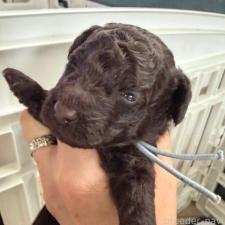 ♀︎トイプードル