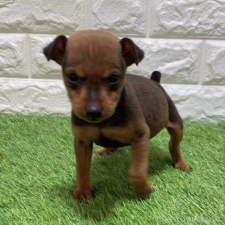 ♀︎ミニチュアピンシャー(ミニピン)