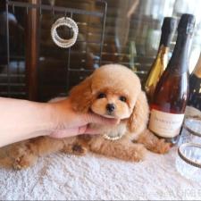 ♀︎タイニープードル