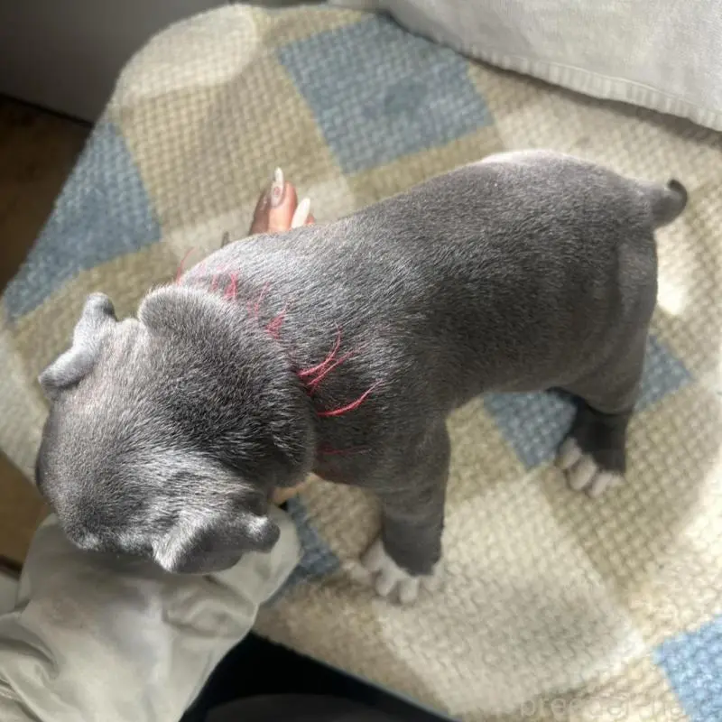 販売中の千葉県のアメリカンブリー-451499の5枚目