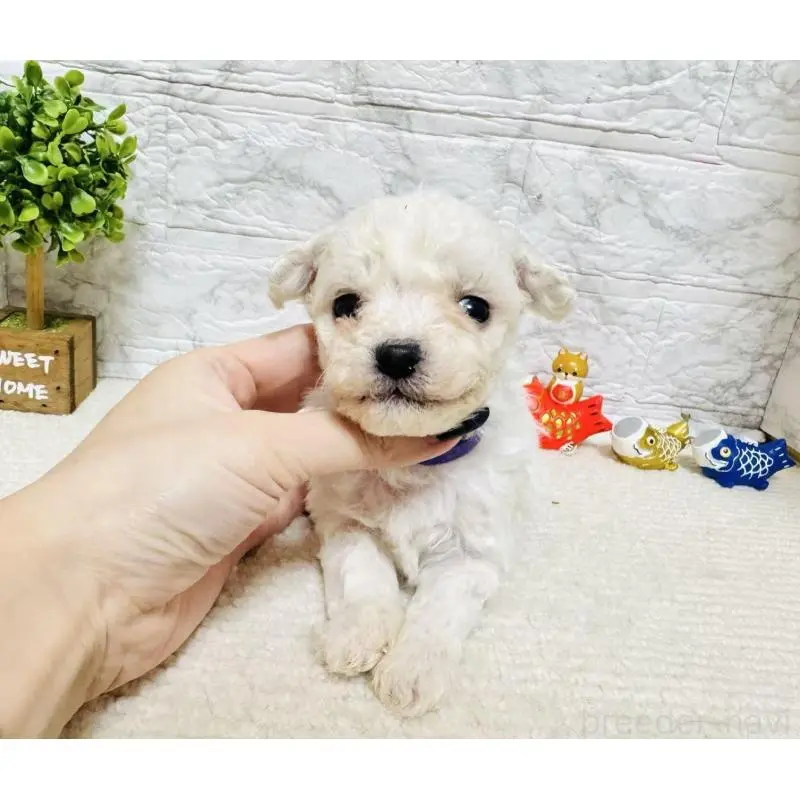 販売中の岐阜県のビションフリーゼ-451498の7枚目