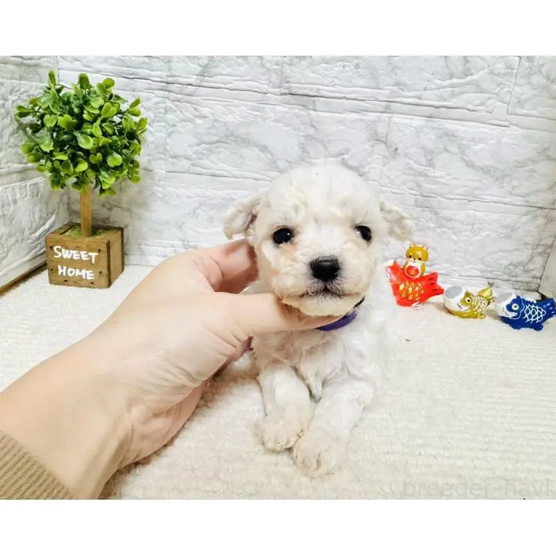 販売中の岐阜県のビションフリーゼ-451498の6枚目