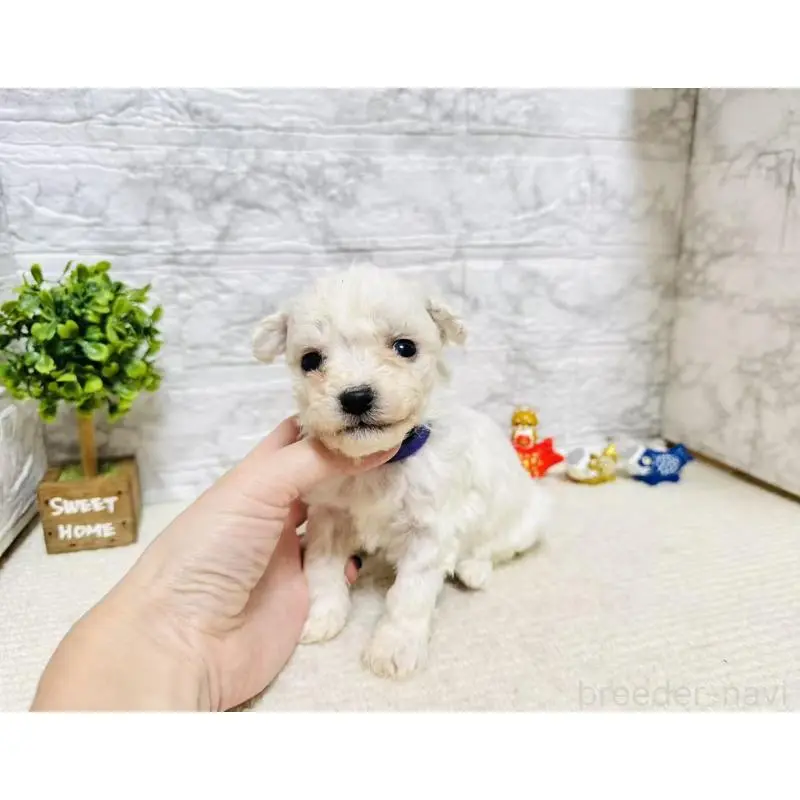 販売中の岐阜県のビションフリーゼ-451498の5枚目