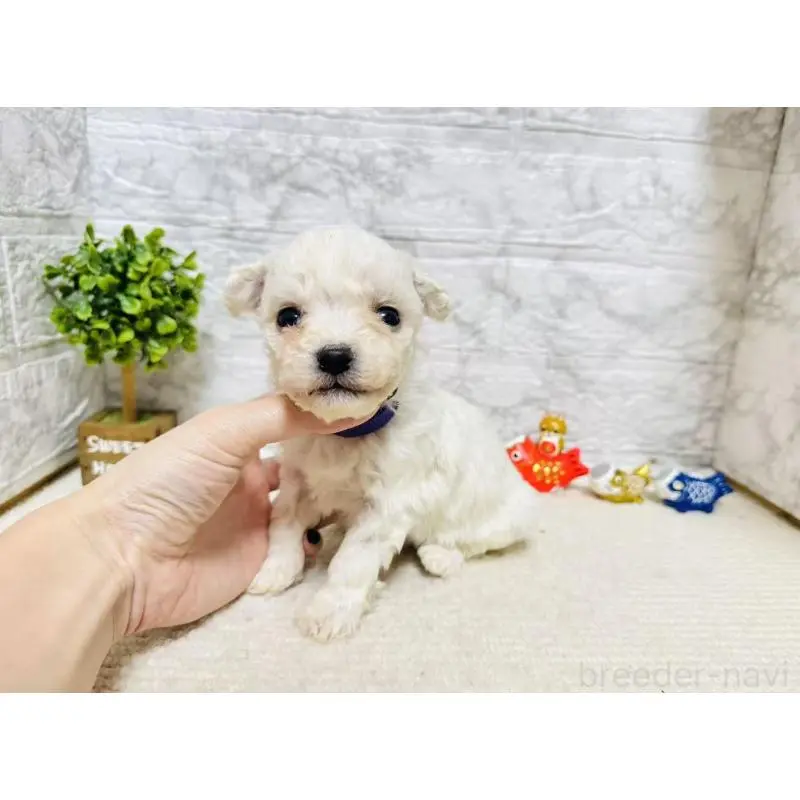 販売中の岐阜県のビションフリーゼ-451498の4枚目