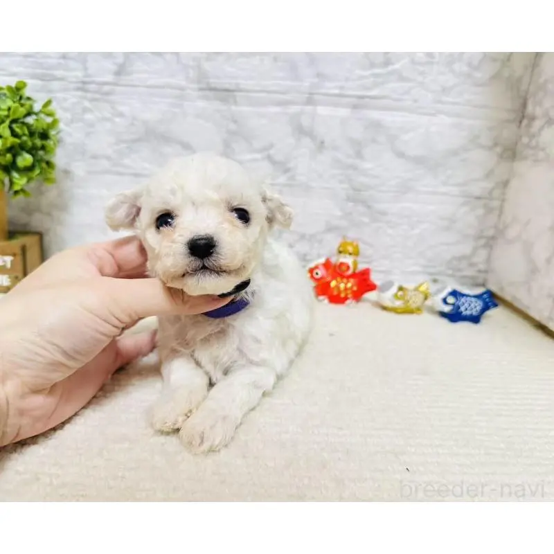 販売中の岐阜県のビションフリーゼ-451498の3枚目