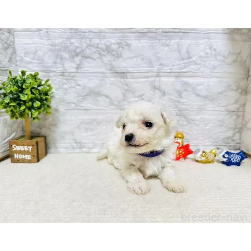 販売中の岐阜県のビションフリーゼ-451498の2枚目